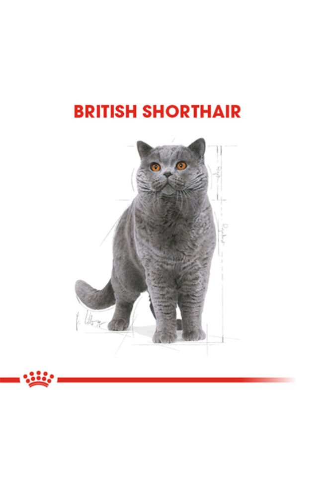 British Shorthair Adult Yetişkin Kedi Maması 10 Kg