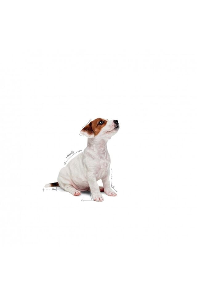 Küçük Irklar için Yavru Yaş Köpek Maması 12 x 85g