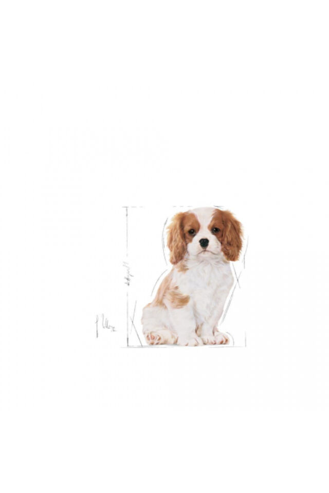 Cavalier King Charles Puppy Yavru Köpek Kuru Maması 1,5 Kg