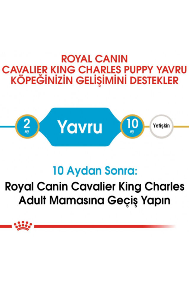 Cavalier King Charles Puppy Yavru Köpek Kuru Maması 1,5 Kg