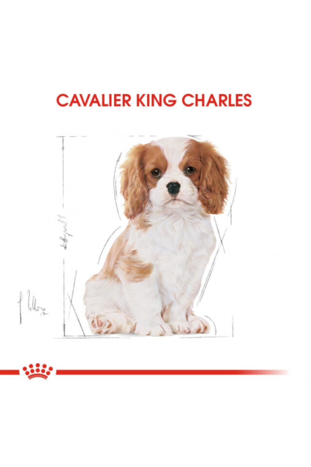 Cavalier King Charles Puppy Yavru Köpek Kuru Maması 1,5 Kg