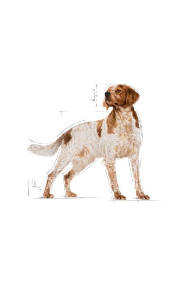 Medium Adult Gravy Yetişkin Köpek Konservesi 10 Adet 140 Gr