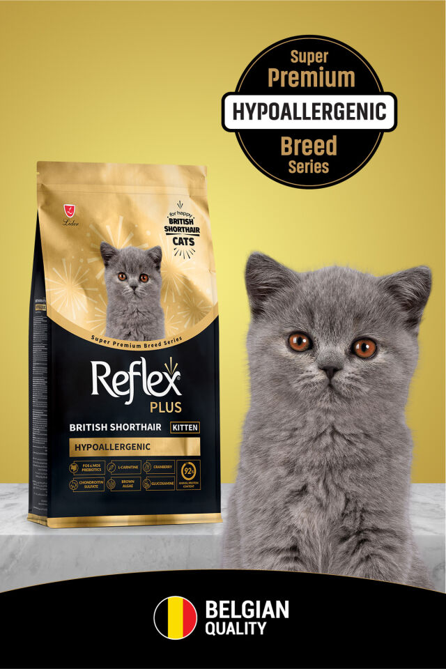RFX PLUS  BRİTİSH SHORTHAİR YAVRU  KEDİ M 1,5 KG